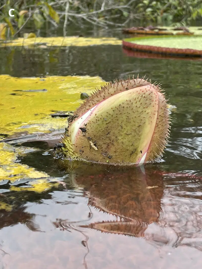 victoria colombiana waterlily discovery