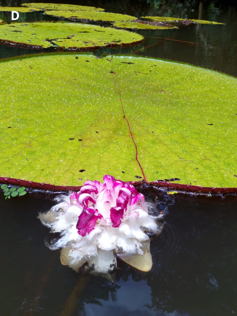 victoria colombiana waterlily discovery