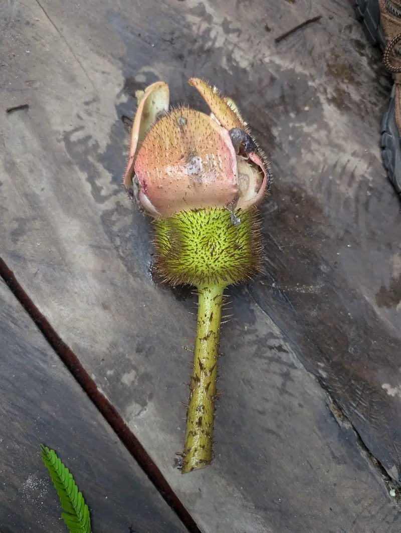 victoria colombiana waterlily discovery