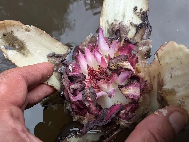 victoria colombiana waterlily discovery