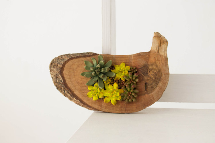 Persuasively Realistic Succulent Plant Accessory