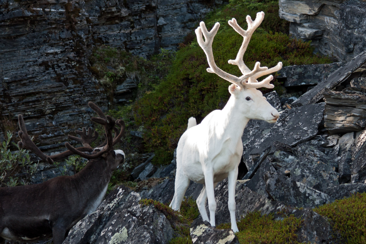 White Reindeer Is An Enchanting Creature