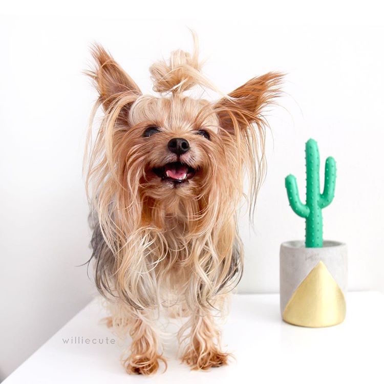 Fashion Forward Yorkshire Terrier Top-Knot
