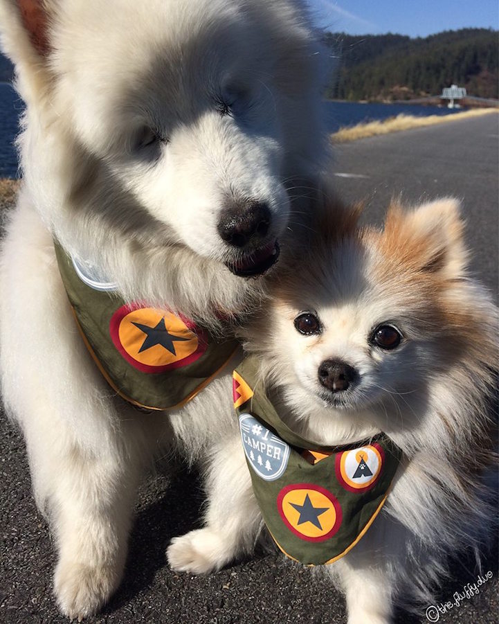 can a samoyed and a pomeranian be friends