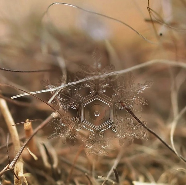 macro snowflake photography