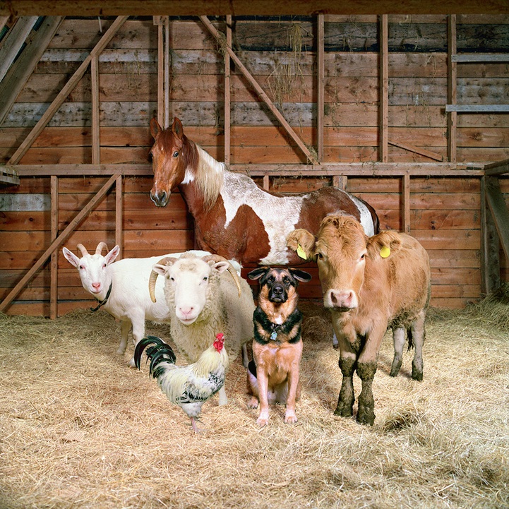 Fantastic Portraits of Farm Animals