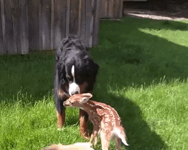 Rescued Fawn Refuses to Leave the Man Who Rehabilitated Her