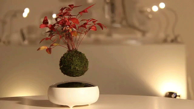 Levitating Air Bonsai Uses Magnets to Float Twirling Plant in Mid-Air