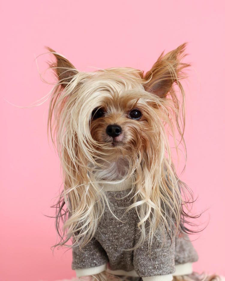 Blond Fashion Forward Yorkshire Terrier Side Part