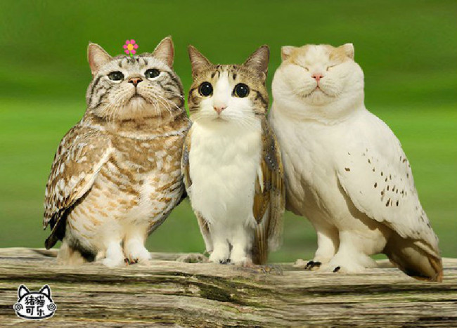 Cat and Owl Combine to Form the 