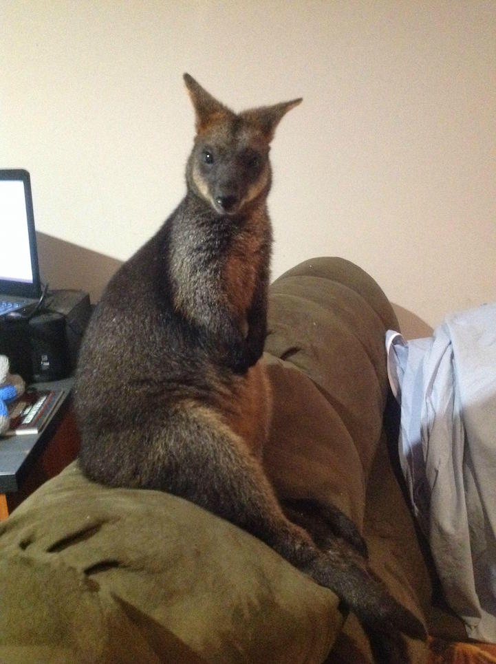 Grateful Wallaby Mom Brings Son to Visit the Woman Who 