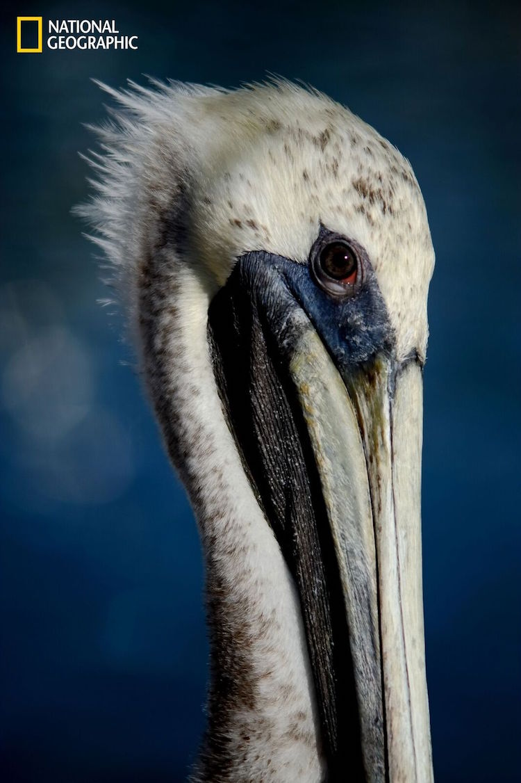 Captivating Portrait Of The Brown Pelican