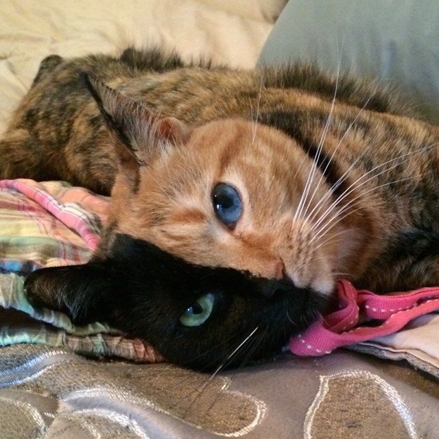 Venus the chimera cat