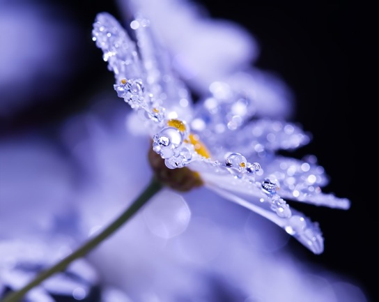 Monday Morning Dew (10 photos)