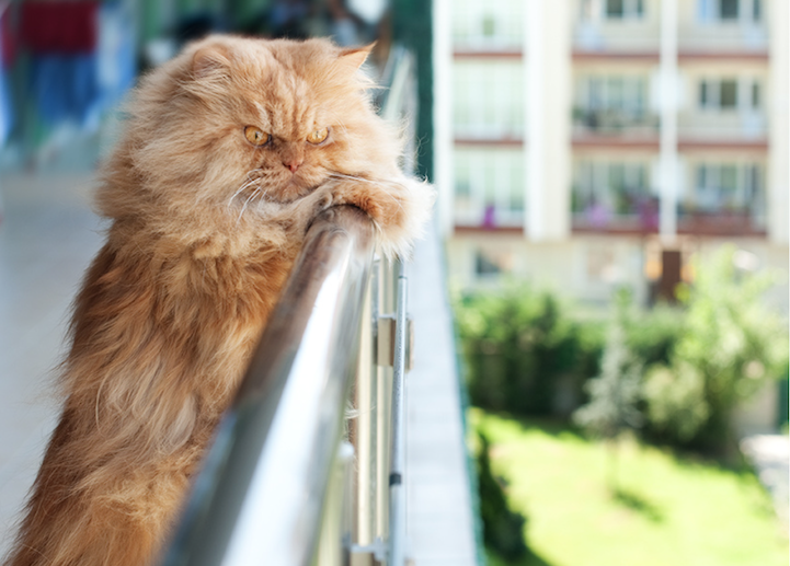 Garfi-Fluffy Persian Cat Looking Angry