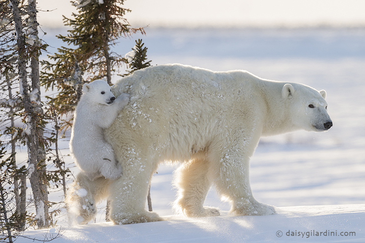 Fotógrafo espera 117 horas a temperaturas bajo cero para capturar el primer vistazo de los cortes de osos polares