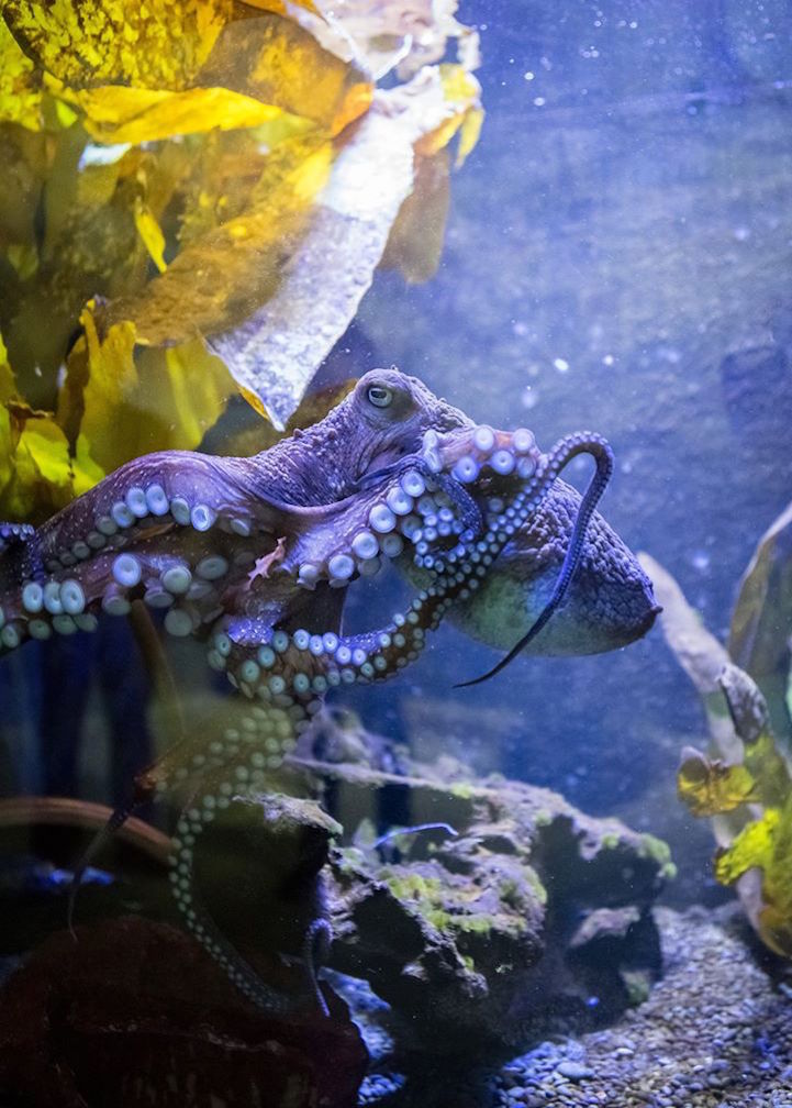 Daring Octopus Escapes Aquarium to Go Straight Back to the Ocean