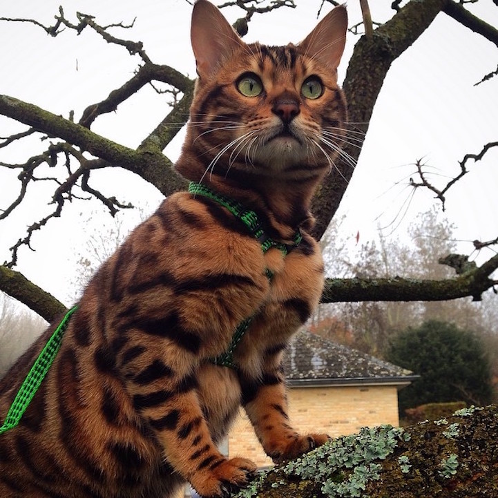 Bengal Cat Named Thor Looks Like a Cross Between a Leopard and Tiger