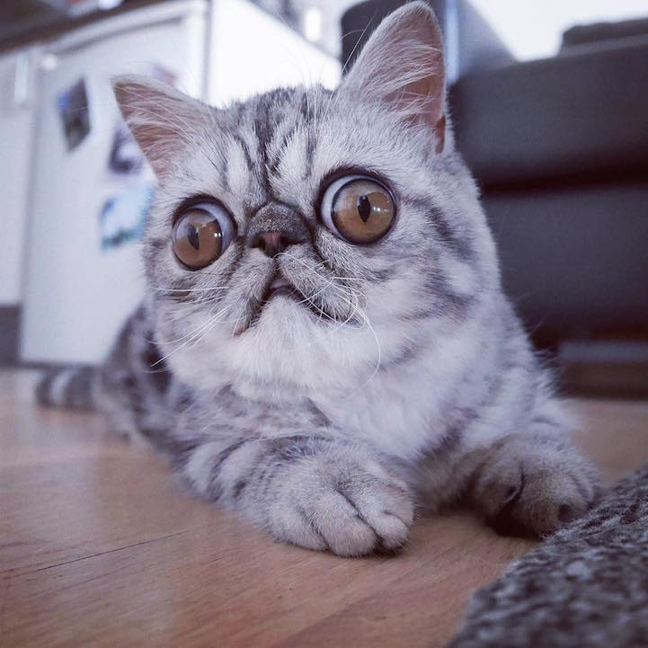 Adorable Kitten With Huge Eyes Can T Stop Looking Concerned