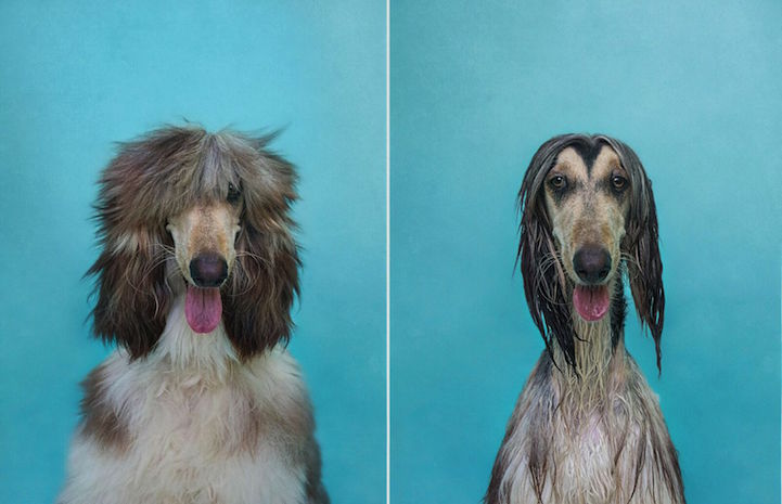 Dry Dog, Wet Dog, Serena Hobson