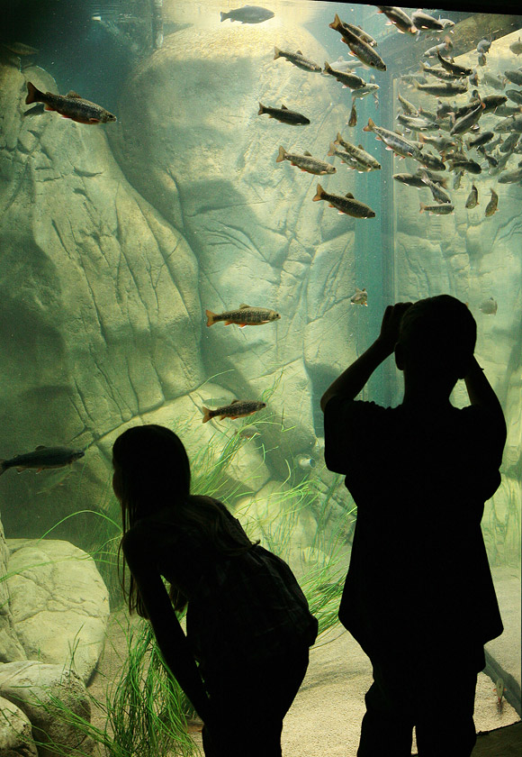 Ozeaneum One Giant Fish Tank Stralsund, Germany
