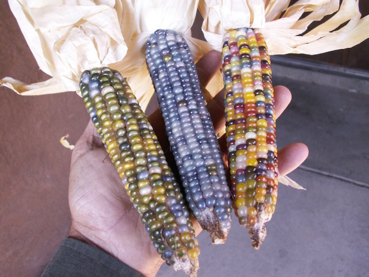 Glass Gem Corn aka Rainbow Corn