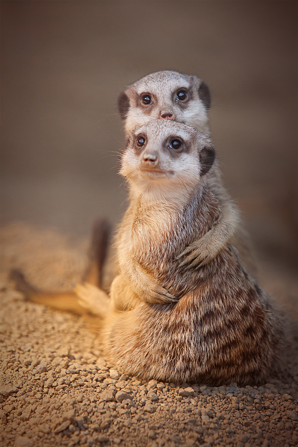 18 Adorable Photos of Animals Caught in a Warm Embrace