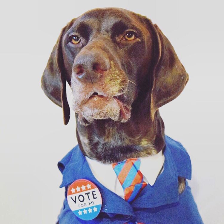 Doggy Election Day