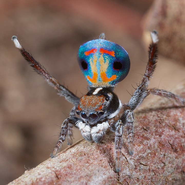 peacock spider