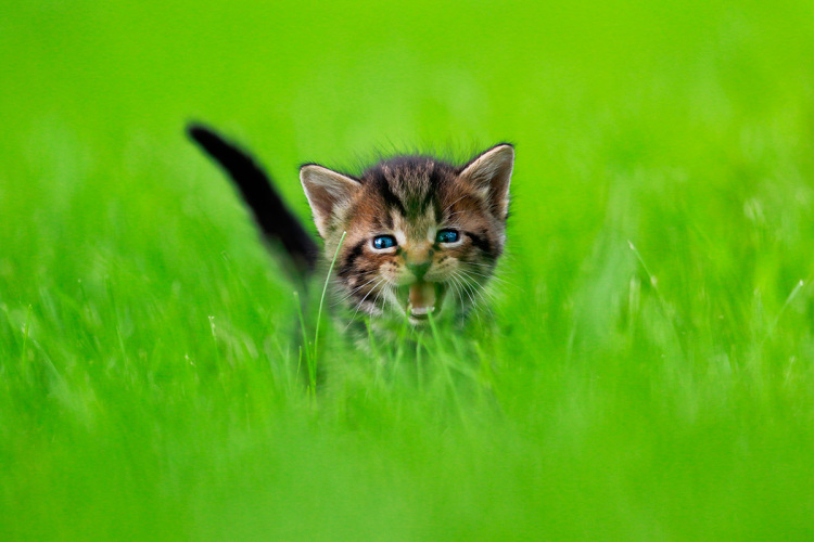 Cute Kitten Portrait