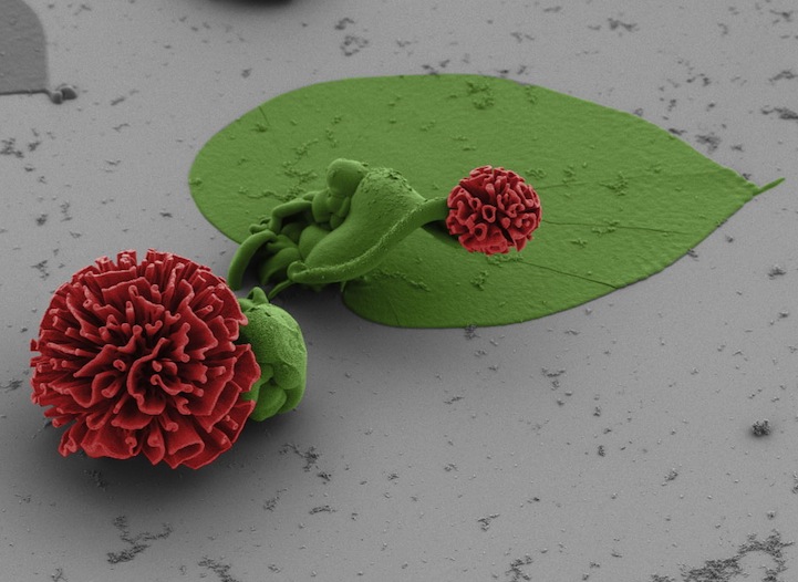 Complex crystal 'flowers' self-assemble with chemical manipulation - The  Verge