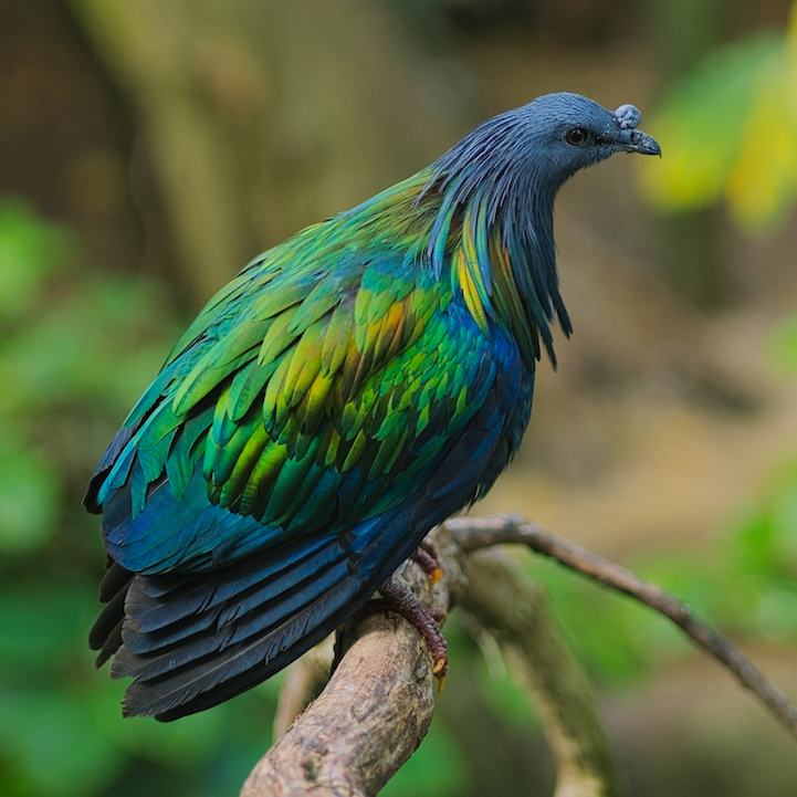 nicobar pigeon