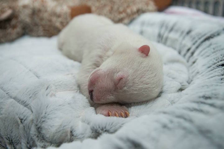 columbus zoo polar bear