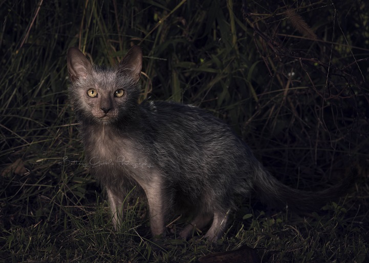 lykoi werewolf cats cat wolf new breed  