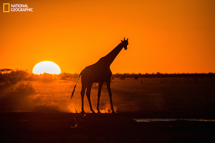 National Geographic African Evening Portrait