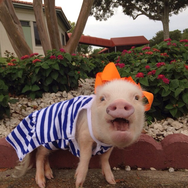 Adorable Mini Pigs Model Fashionable Ensembles on Their Instagram