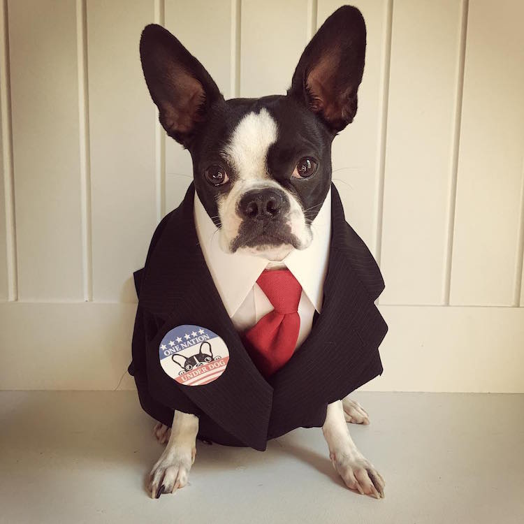 Boston Terrier For Presidency