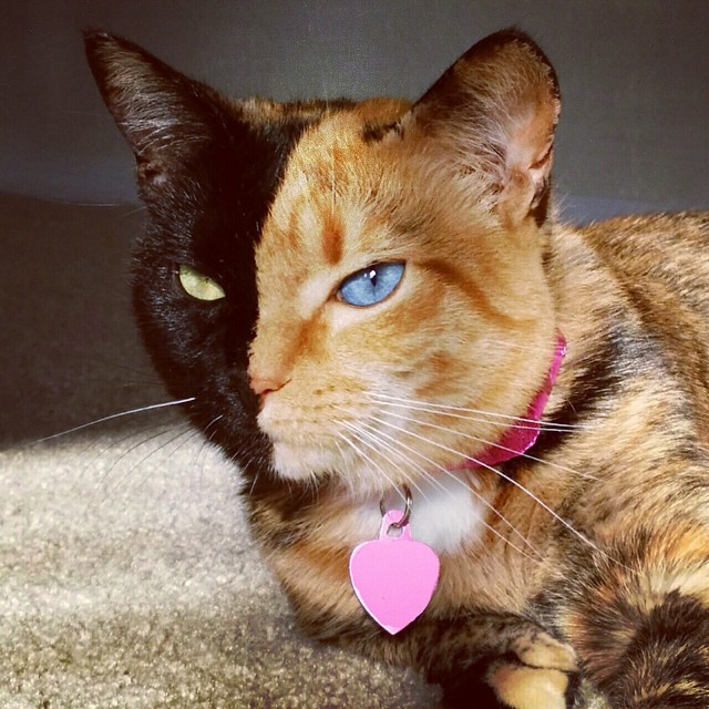 chimera cat has a purrfectly striking twotoned face