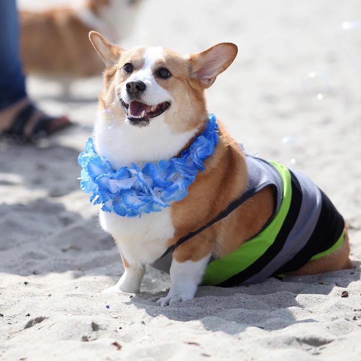 Over 600 Corgis Came Together for an Impossibly Cute Beach Day