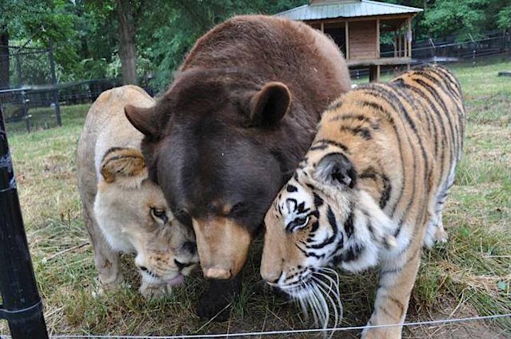 Amazing Friendship Between a Bear, Lion, and Tiger Who All Live Peacefully  Together
