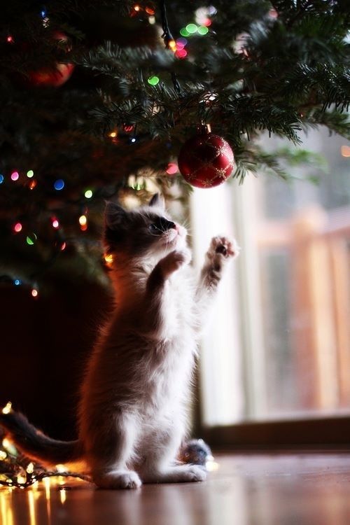 20 Adorable Animals Who Are in the Holiday Spirit