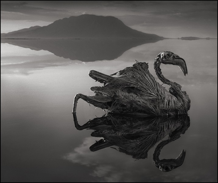 Nick Brandt Lake Natron