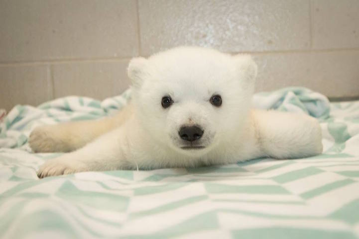 Baby Polar Bear Born at Columbus Zoo Gets a Name Selected by a