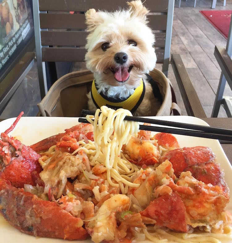 pet friendly restaurants for popeye the stray dog