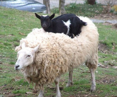 animals riding animals nature cute funny goat sheep