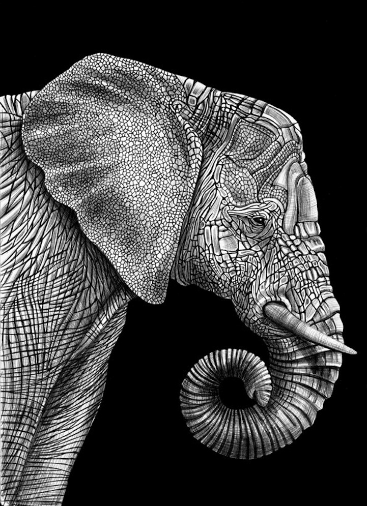 Countless Pens Used to Draw Detailed Animals Portraits