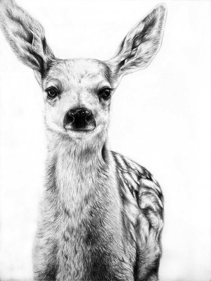 Photorealistic Pencil Portraits of Animals