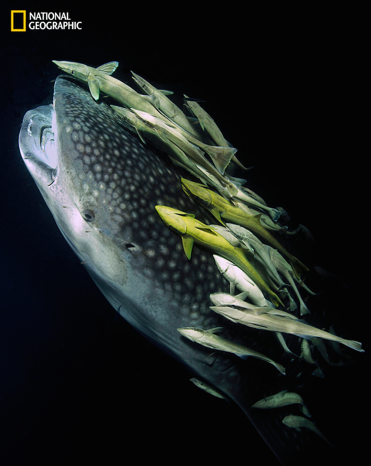 National Geographic Whale Shark Swim