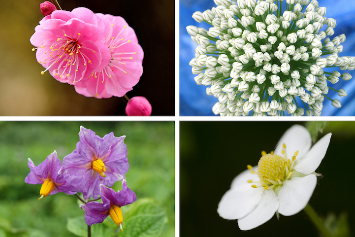 different types of flowers in the world