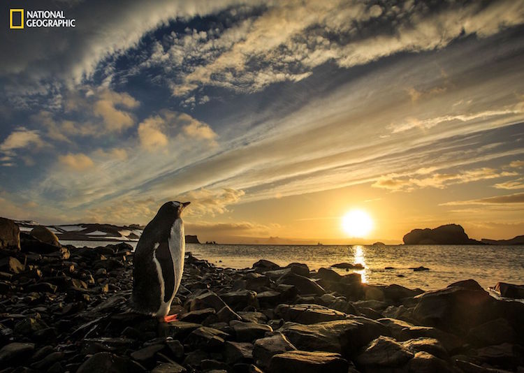 Portrait Of Gentoo Penguin At Sunrise